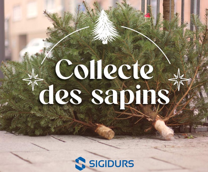 SIGIDURS Sapin 24