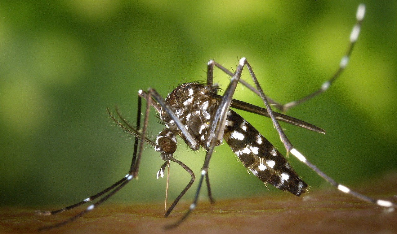 mosquito 49141 1280