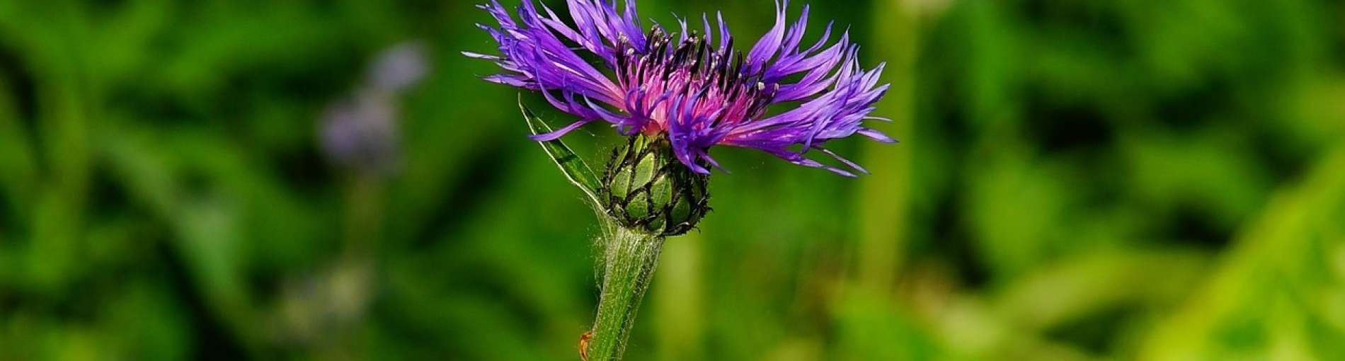 knapweed-13886121280